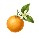 Neroli Orangenblüten
