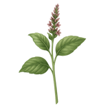 Patchouli