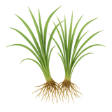 Vetiver