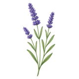 Lavendel
